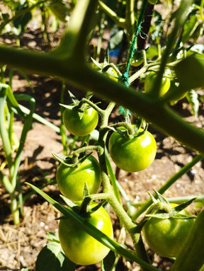 Primer plano de unos tomates verdes en la planta.